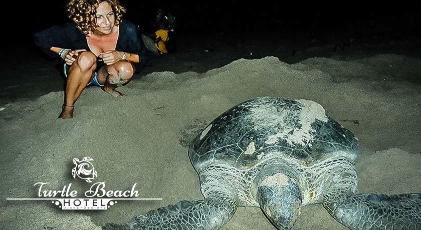 Turtle Beach Hotel Ujunggenteng Pokoj fotografie